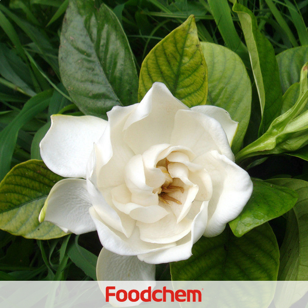 Gardenia Extract