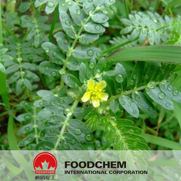 Tribulus Terrestris Extract