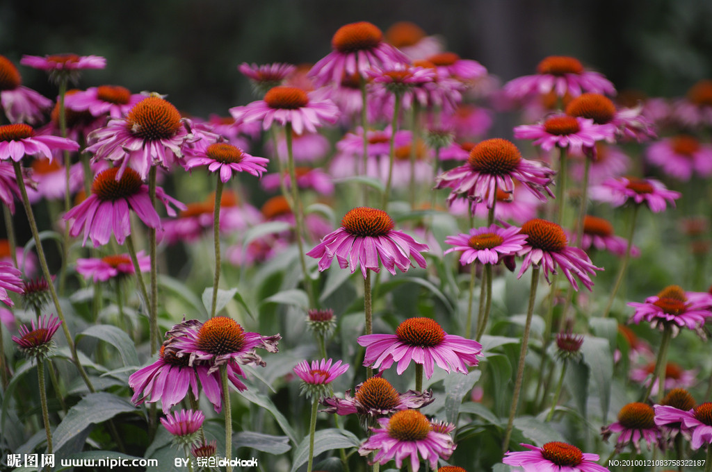 Echinacea purpurea Herb